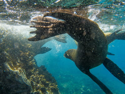 San Cristobal Island: Snorkeling with the sea lions