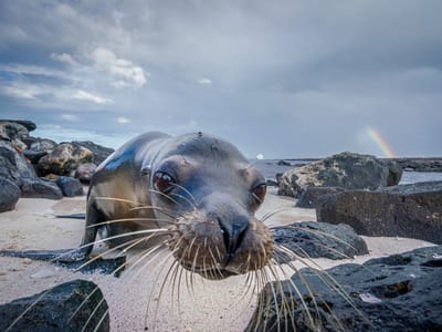Mosquera Island: Hey buddy