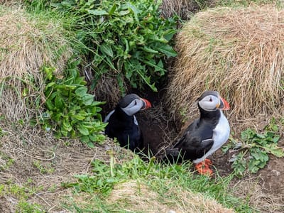 Borgarfjörður eystri: Puffins in their burrow