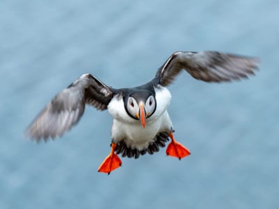 Borgarfjörður eystri: Those wings flap 400 times per minute