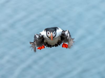 Borgarfjörður eystri: Tucking in for a landing