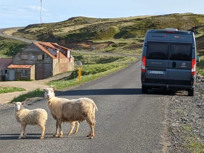 Borgarfjörður eystri: Morning commute back to the puffins colony