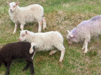 Borgarfjörður eystri: Playful lambs