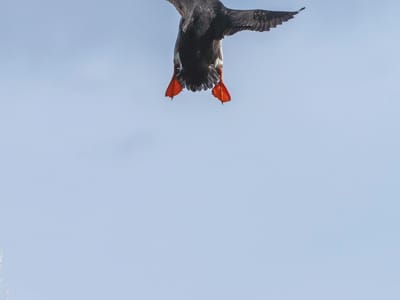Borgarfjörður eystri: They are not exactly the most graceful fliers