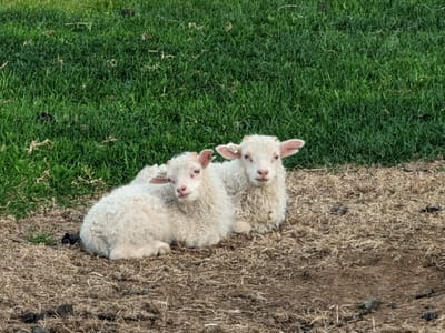 Borgarfjörður eystri: Gotta love them lambies though