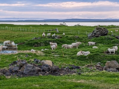 Lake Mývatn Geothermal Area: View from our campground