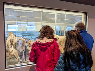 Lake Mývatn Geothermal Area: Window to cowshed on the other side of the restaurant
