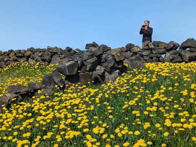 Lake Mývatn Geothermal Area: Yellow wildflowers near an 1880s sheepfold