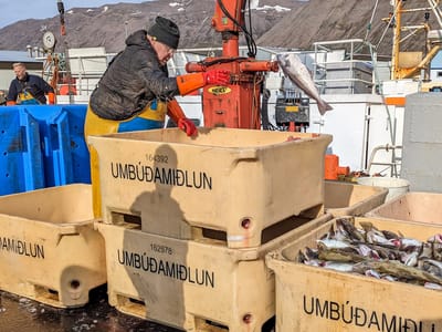 Siglufjörður: Sorting the day's catch