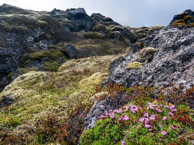 Snæfellsnes peninsula - Skarðsvík Beach and Svörtuloft lighthouse.: Skarðsvík Lava Field
