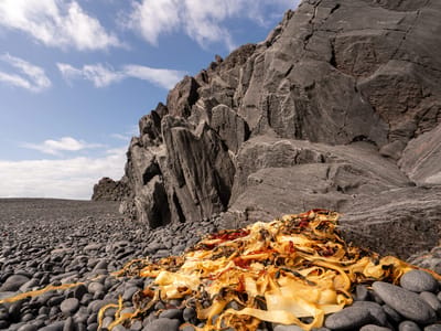 Snæfellsnes Peninsula -  Djúpalónssandur Beach: Polished black stones of Djúpalónssandur