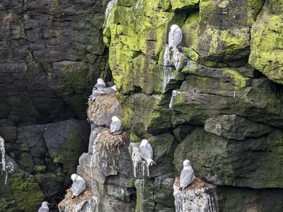 Snæfellsnes Peninsula - Arnastapi: Arctic Terns in Grotto
