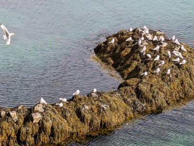 Snæfellsnes Peninsula - Arnastapi: Arctic Tern colony