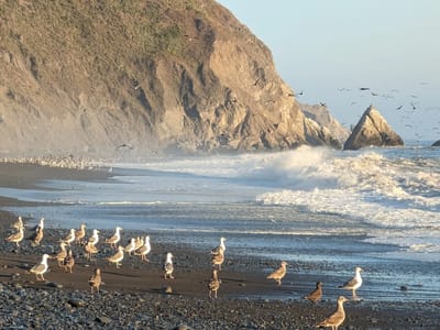 The Lost Coast: Usal Beach
