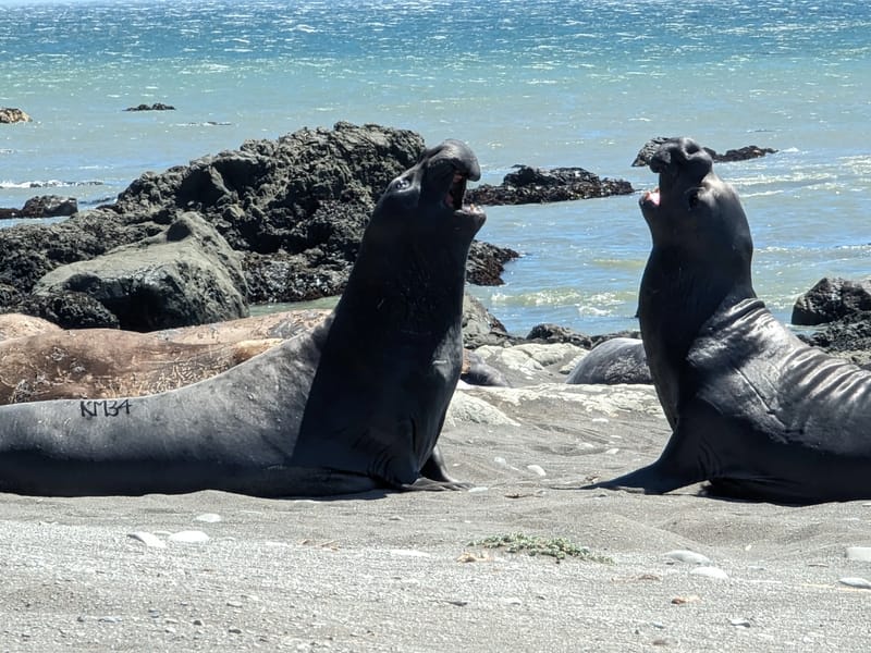 Elephant Seals determining dominance