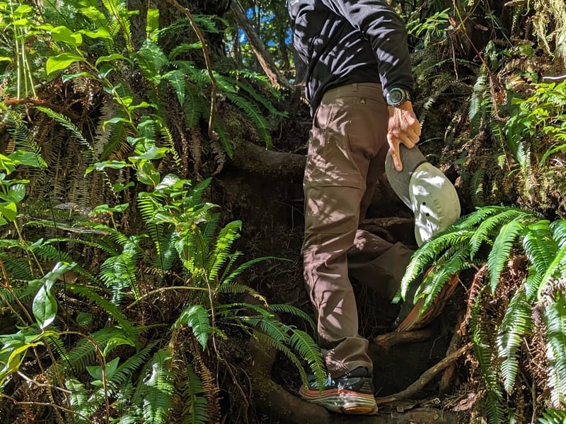 Herb fighting the jungle