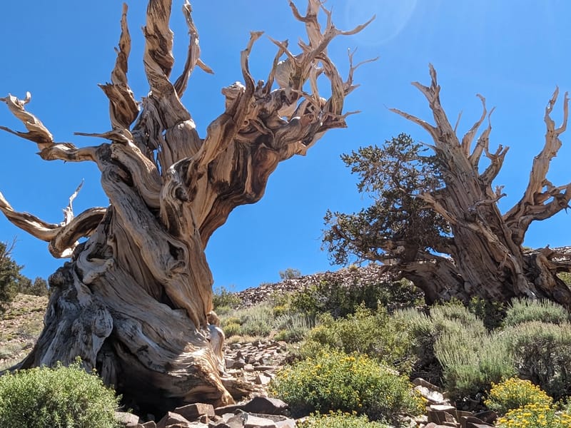 Ancient Bristlecones