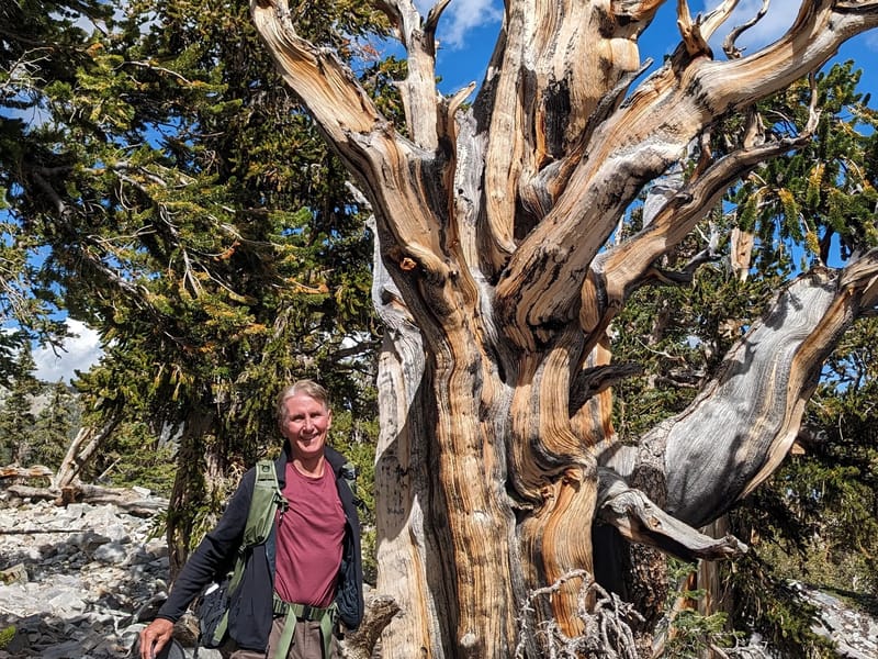 Bristlecone Pine