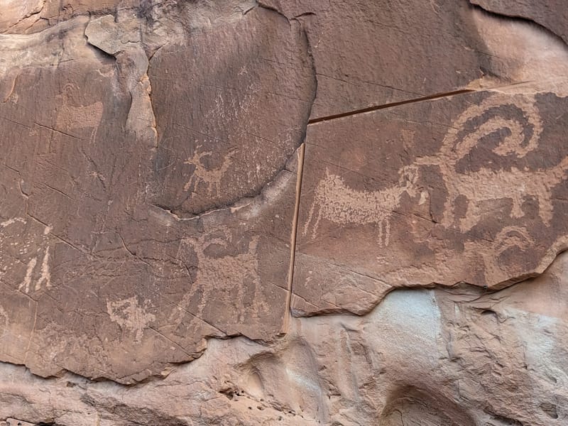 Bighorn Sheep panel
