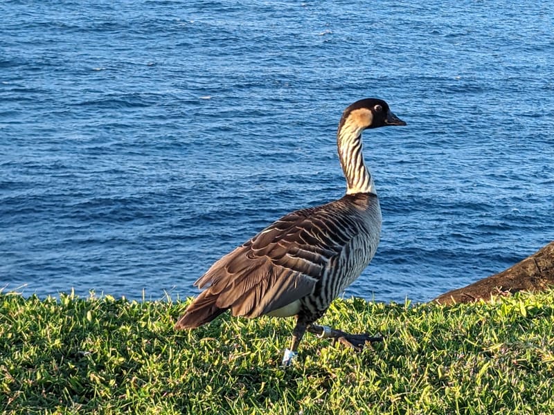 The endangered Nene Goose
