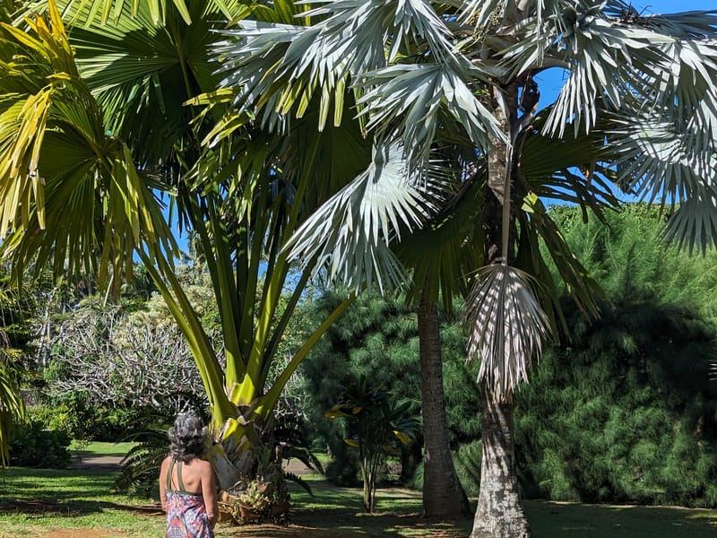 Bismark nobilis palm