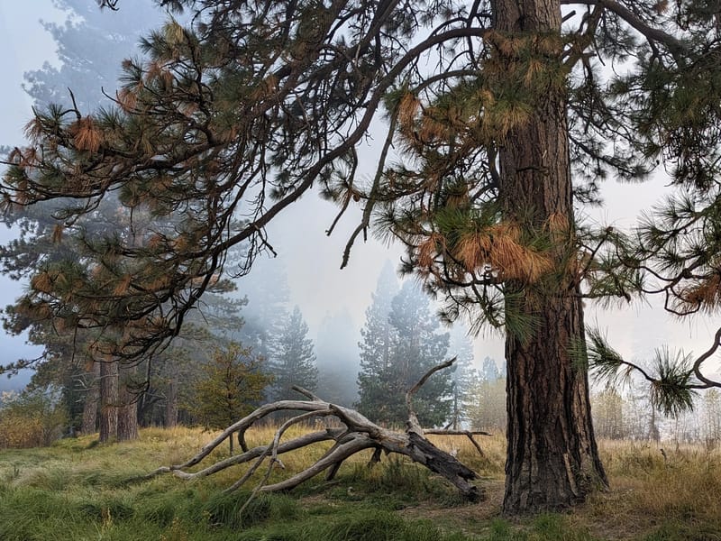 Smoky El Cap Meadow