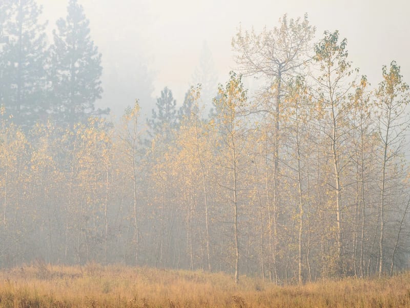 Smoky El Cap Meadow