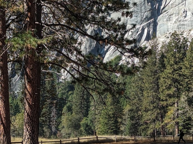 Horses by Swinging Bridge