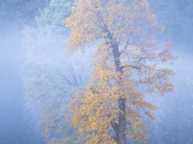Lovely trees of El Cap Meadow