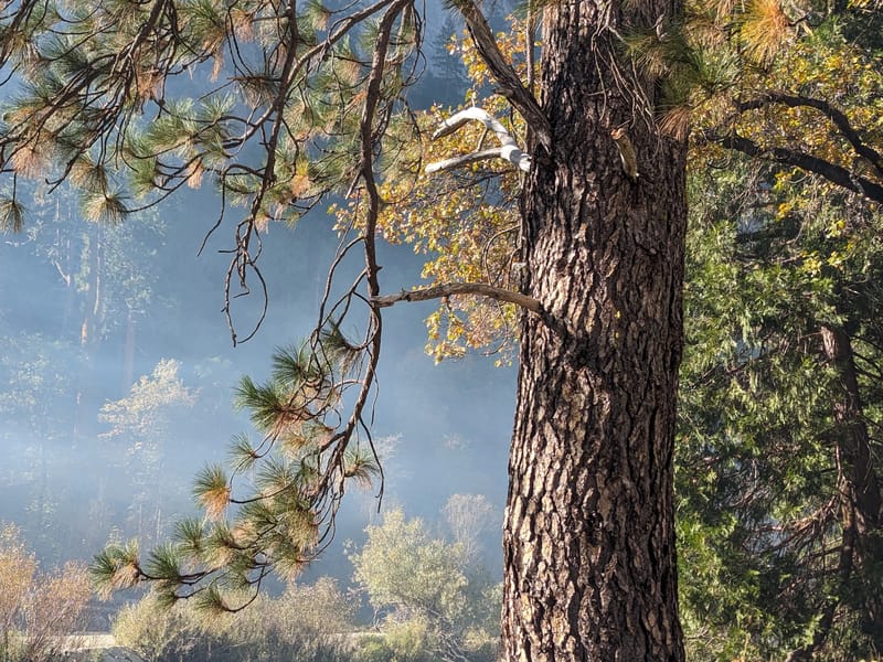Trees of El Cap Meadow