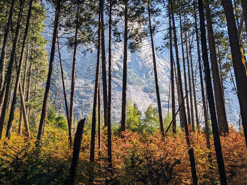Mt. Watkins through the trees
