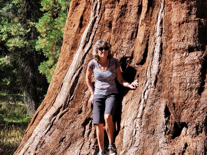 These trees are huge