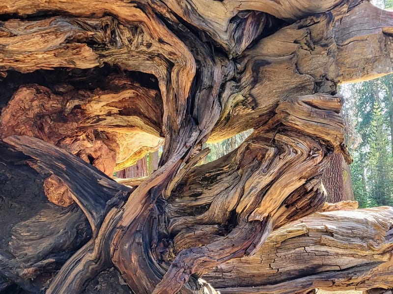 Closeup of the Fallen Monarch