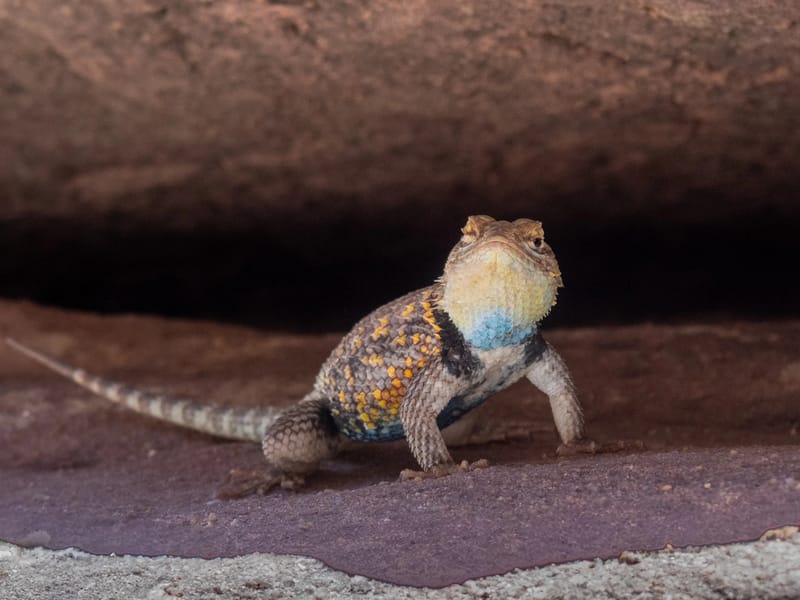 A little friend we met along the way