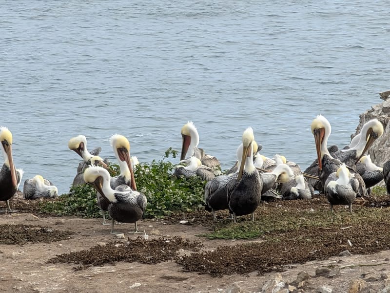 Pelicans of Bird Island