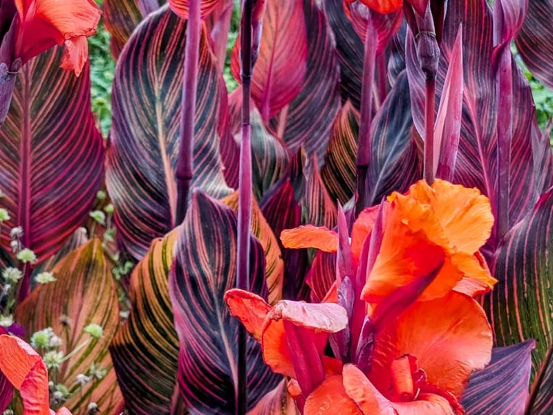 Christchurch Botanical Gardens