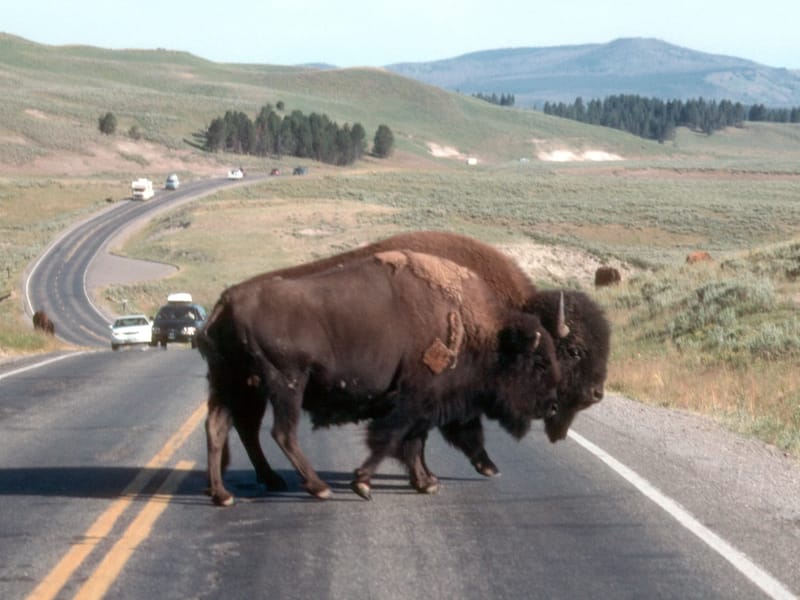 Bison crossing the road