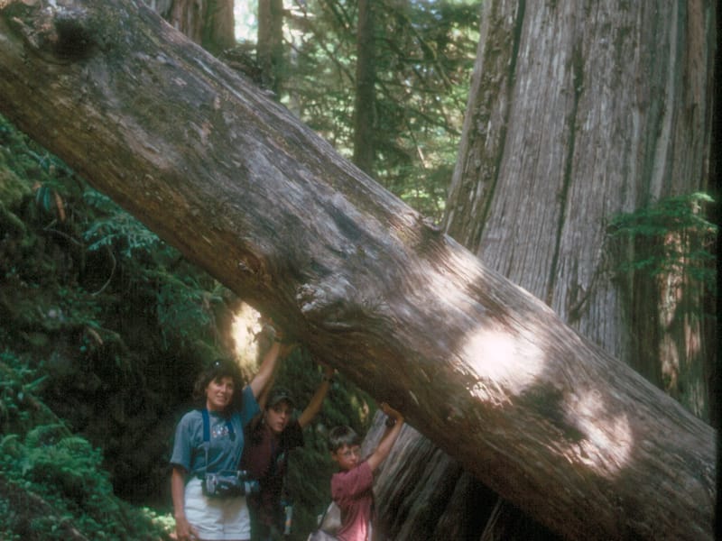 Holding up the redwood