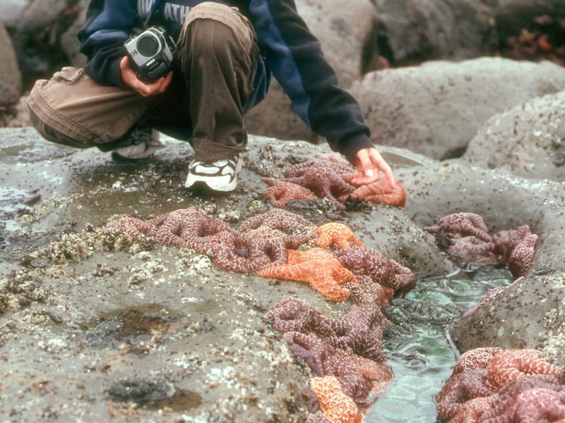 Tom with tidal pool starfish