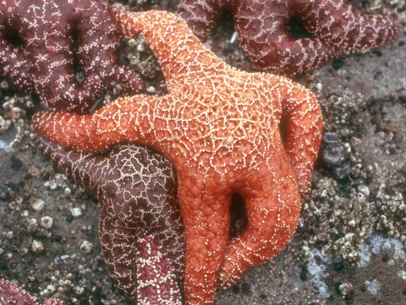 Blonde starfish have more fun