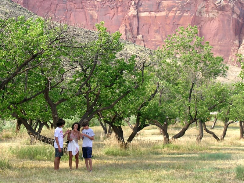 Lolo and the boys picking apricots