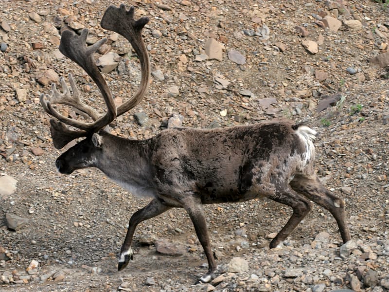Caribou