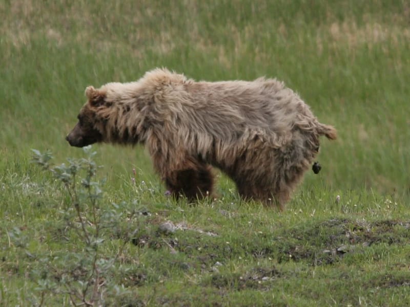 Grizzly pooping