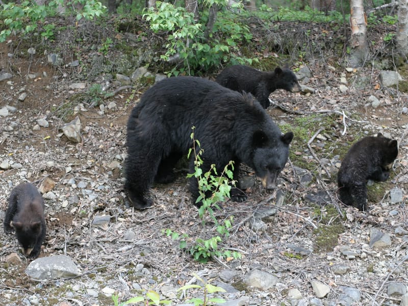 Mama Bear with 3 cubs