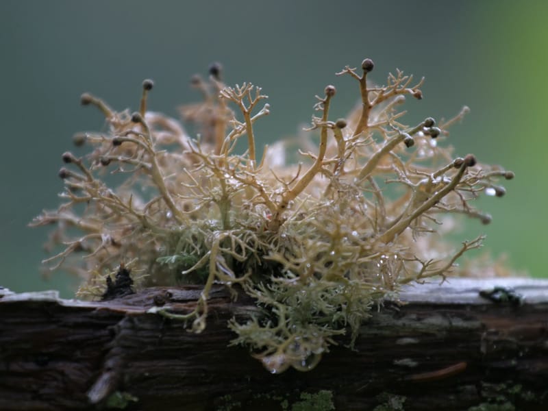 Caine's Head Coastal Trail