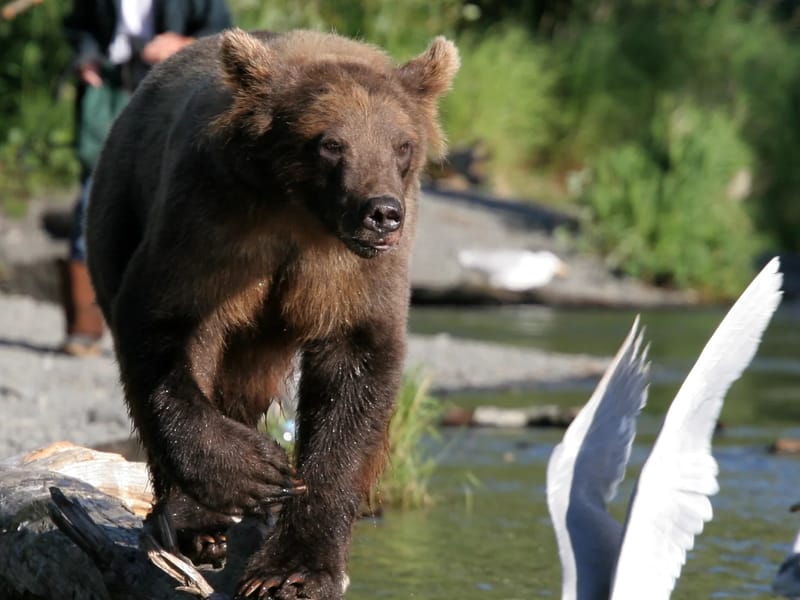Grizzly Bear with seagull and fisherman