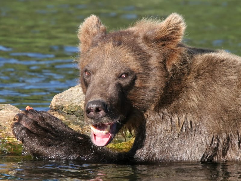 Playful Grizzly