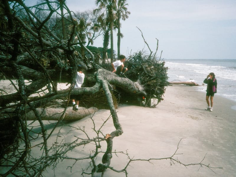 Lolo and boys exploring driftwood