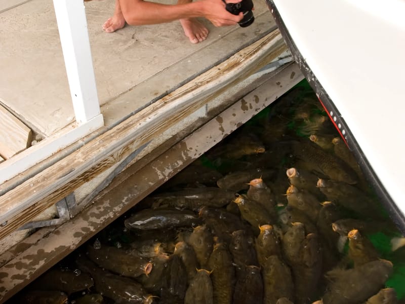 Andrew photographing Lake Mead carp