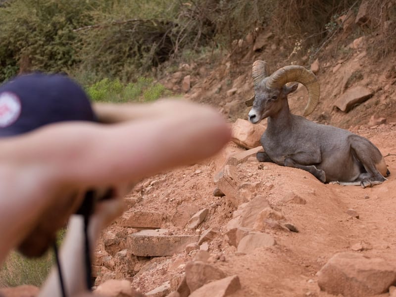 John Photographing Bighorn